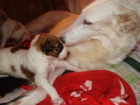 Valparna drygt 3 veckor