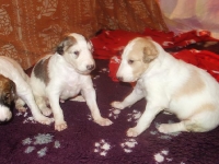 Valparna drygt 3 veckor