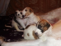 Valparna drygt 3 veckor