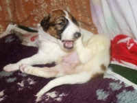 Valparna drygt 3 veckor