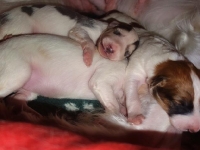 Valparna drygt en vecka