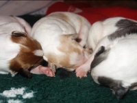 Valparna drygt en vecka