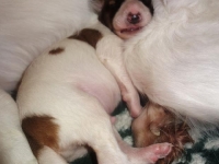 Valparna drygt en vecka