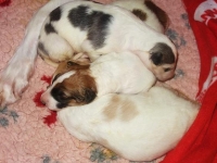 Valparna nästan 2 veckor