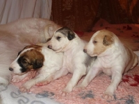 Valparna nästan 3 veckor