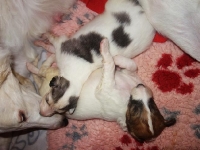 Valparna nästan 3 veckor