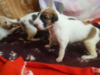 Valparna nästan 3 veckor