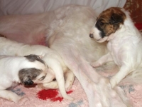 Valparna nästan 3 veckor