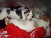 Valparna nästan 3 veckor