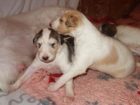 Valparna nästan 3 veckor