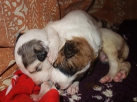 Valparna nästan 3 veckor