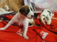 Valparna nästan 3 veckor