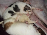 Valparna nästan 3 veckor