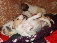 Valparna nästan 3 veckor