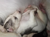 Valparna nästan 3 veckor