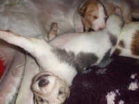 Valparna nästan 3 veckor