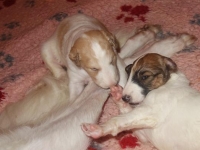 Valparna nästan 3 veckor