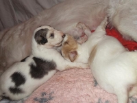 Valparna nästan 3 veckor