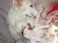 Valparna nästan 3 veckor