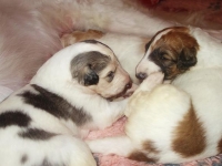 Valparna nästan 3 veckor