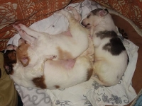 Valparna nästan 4 veckor