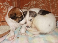 Valparna nästan 4 veckor