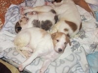 Valparna nästan 4 veckor