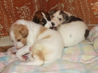 Valparna nästan 4 veckor