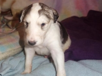 Valparna nästan 4 veckor