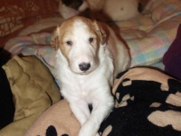 Valparna nästan 4 veckor