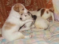 Valparna nästan 4 veckor