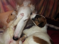 Valparna nästan 4 veckor