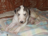 Valparna nästan 4 veckor