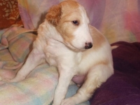 Valparna nästan 4 veckor