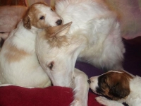 Valparna nästan 4 veckor