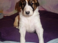 Valparna nästan 4 veckor