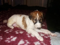 Valparna nästan 5 veckor
