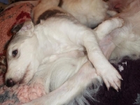 Valparna 5 veckor