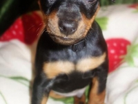 Valparna 7 veckor Jason