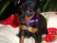 Valparna 7 veckor Jisebel