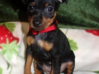 Valparna 7 veckor Justitia