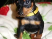 Valparna 7 veckor Juno