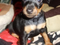 Valparna 7 veckor Jason