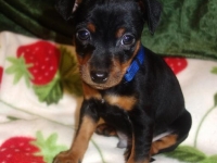 Valparna 7 veckor Julius