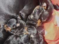 Valparna drygt 1 vecka