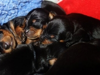 Valparna drygt 1 vecka