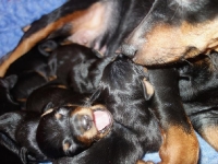 Valparna drygt 1 vecka