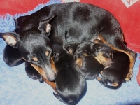 Valparna drygt 1 vecka