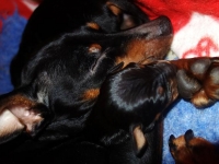 Valparna drygt 1 vecka