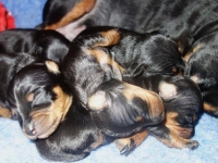 Valparna drygt 1 vecka